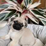 🐶 Female Pug Puppy Ready for Adoption – Moana (AKC Registered)