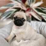 🐶 Female Pug Puppy Ready for Adoption – Moana (AKC Registered) - Image 2