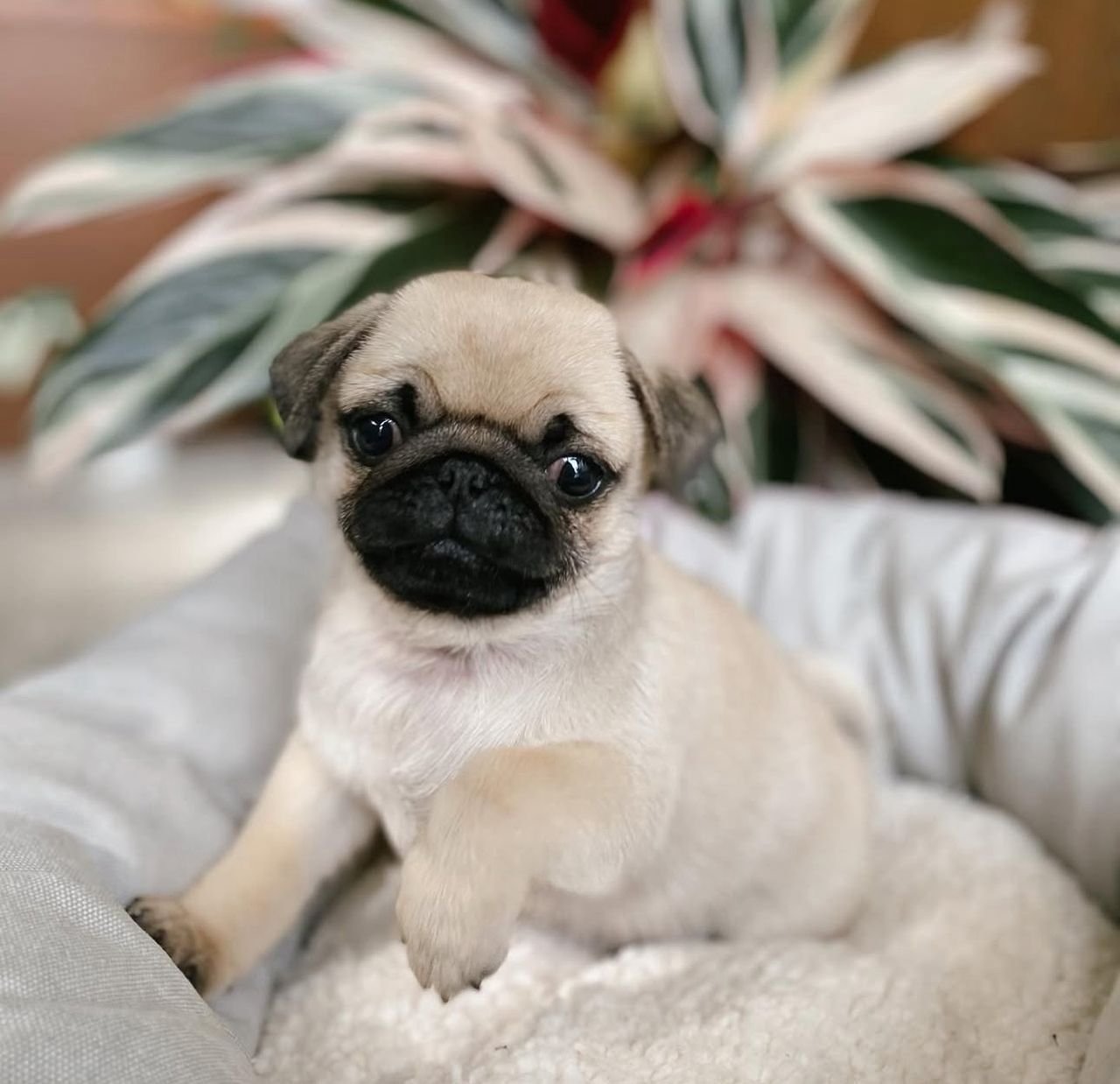 ðķ Female Pug Puppy Ready for Adoption â Moana (AKC Registered) - Image 2