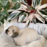 🐶 Female Pug Puppy Ready for Adoption – Moana (AKC Registered) - Image 4