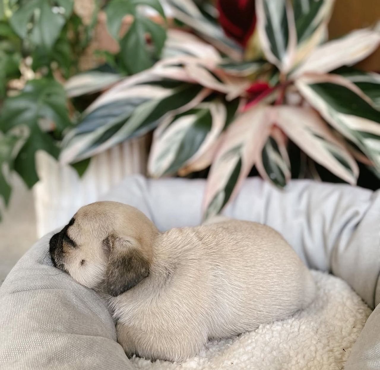 ðķ Female Pug Puppy Ready for Adoption â Moana (AKC Registered) - Image 4