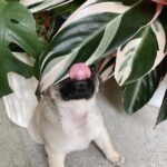 🐶 Female Pug Puppy Ready for Adoption – Moana (AKC Registered) - Image 3