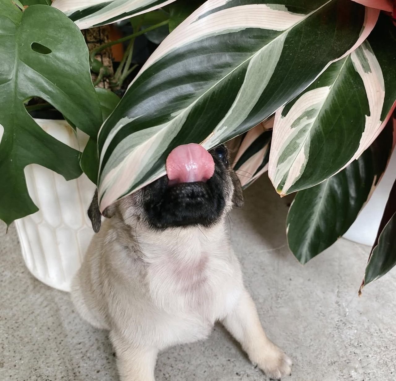 ðķ Female Pug Puppy Ready for Adoption â Moana (AKC Registered) - Image 3