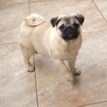 🐶 Male Pug Puppy Ready for Adoption – Niko (AKC Registered)