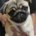 🐶 Female Pug Puppy Ready for Adoption – Mia (AKC Registered) - Image 4