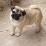 🐶 Male Pug Puppy Ready for Adoption – Niko (AKC Registered) - Image 4