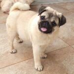 🐶 Male Pug Puppy Ready for Adoption – Niko (AKC Registered) - Image 3