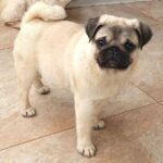 🐶 Male Pug Puppy Ready for Adoption – Niko (AKC Registered) - Image 2