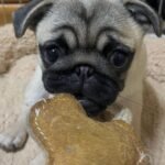 🐶 Female Pug Puppy Ready for Adoption – Mia (AKC Registered) - Image 3