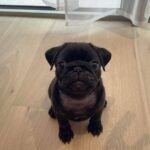🐶 Female Pug Puppy Ready for Adoption – Gigi (AKC Registered)