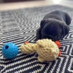 🐶 Female Pug Puppy Ready for Adoption – Gigi (AKC Registered) - Image 4