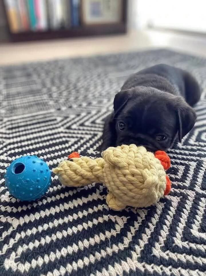 ðķ Female Pug Puppy Ready for Adoption â Gigi (AKC Registered) - Image 4