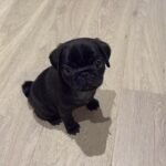 🐶 Female Pug Puppy Ready for Adoption – Gigi (AKC Registered) - Image 3