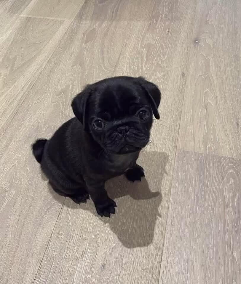ðķ Female Pug Puppy Ready for Adoption â Gigi (AKC Registered) - Image 3
