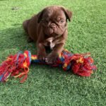 🐶 Male Pug Puppy Ready for Adoption – Kubo (AKC Registered) - Image 4