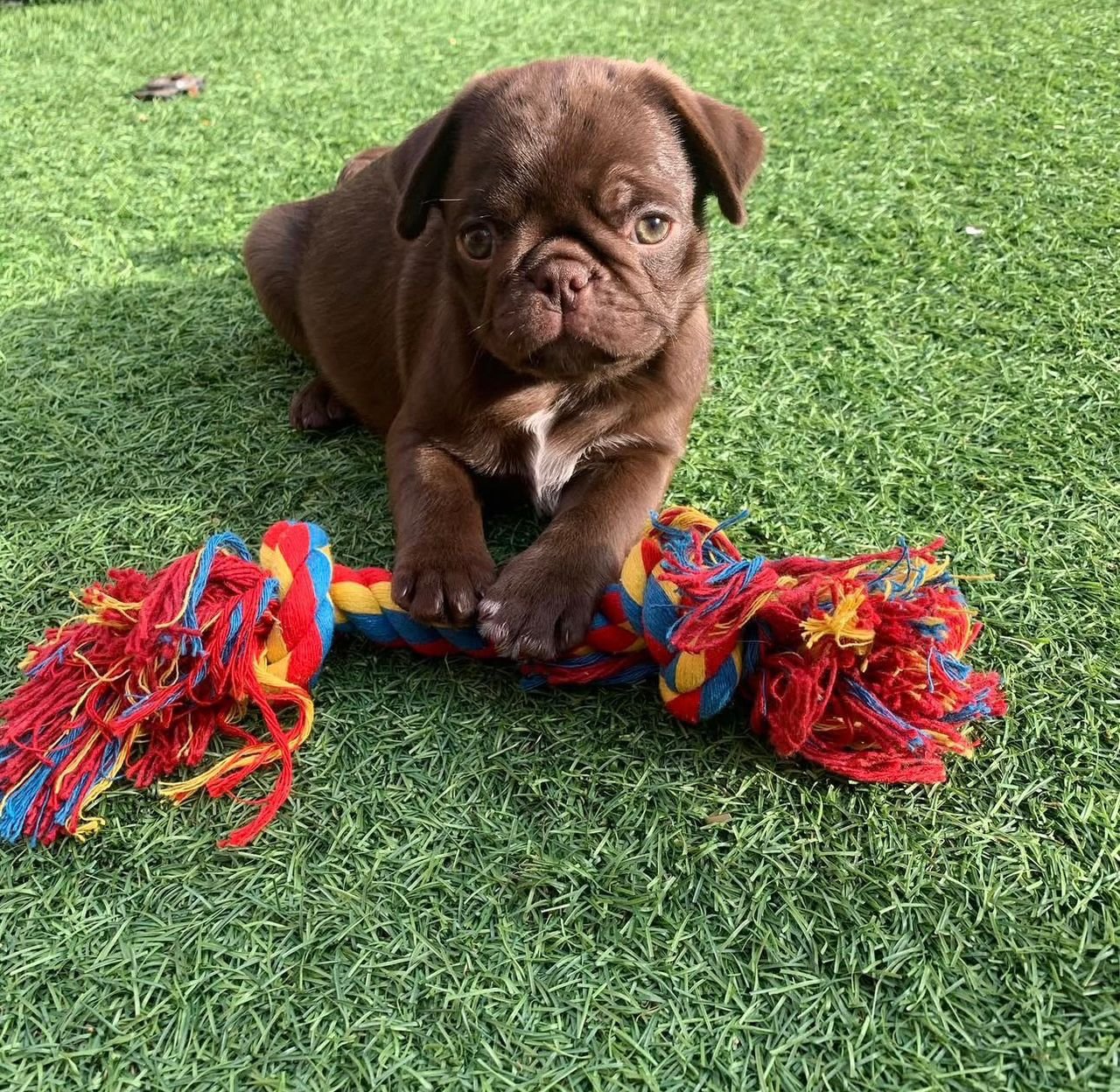 ðķ Male Pug Puppy Ready for Adoption â Kubo (AKC Registered) - Image 4