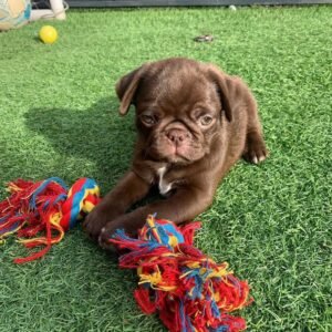 🐶 Male Pug Puppy Ready for Adoption – Kubo (AKC Registered)
