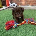 🐶 Male Pug Puppy Ready for Adoption – Kubo (AKC Registered) - Image 3