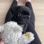 🐶 Female Pug Puppy Ready for Adoption – Gigi (AKC Registered) - Image 2