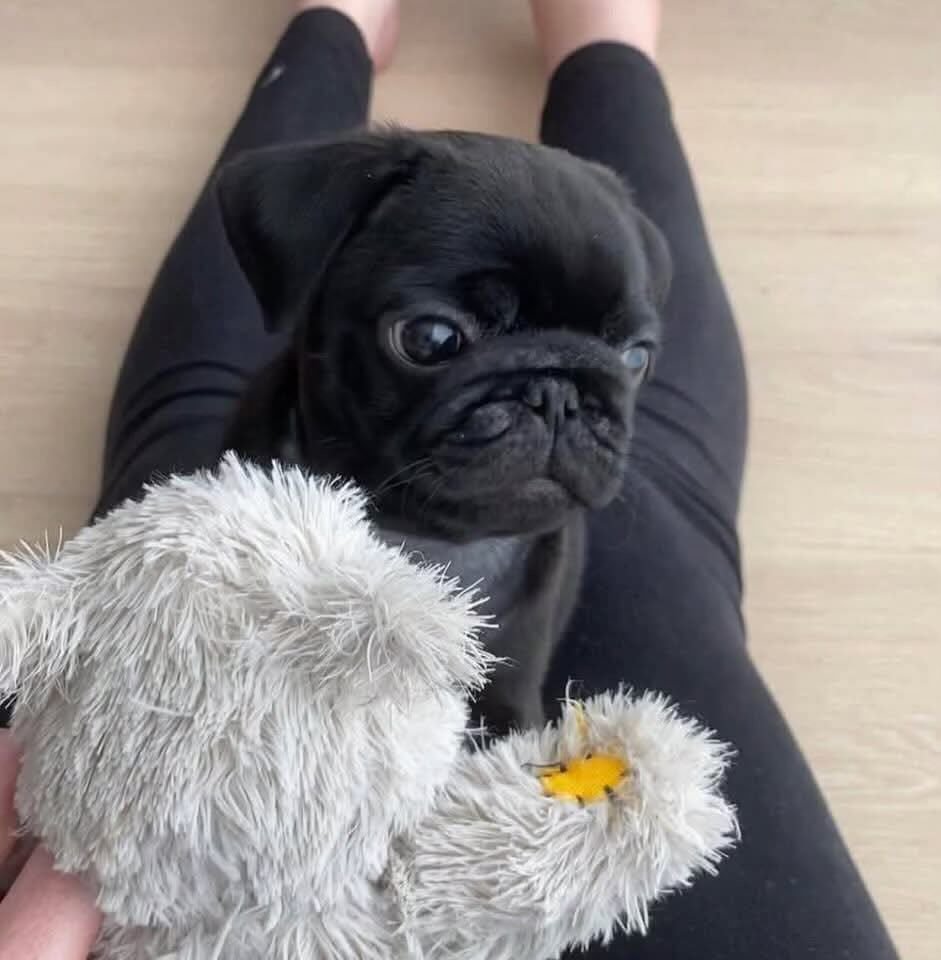 ðķ Female Pug Puppy Ready for Adoption â Gigi (AKC Registered) - Image 2