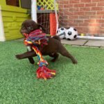 🐶 Male Pug Puppy Ready for Adoption – Kubo (AKC Registered) - Image 2