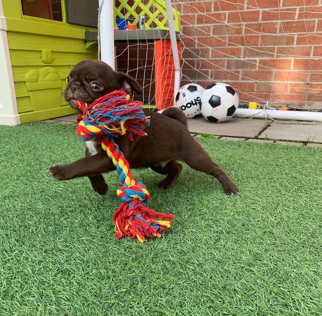 ðķ Male Pug Puppy Ready for Adoption â Kubo (AKC Registered) - Image 2