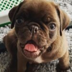 🐶 Female Pug Puppy Ready for Adoption – Elsa (AKC Registered)