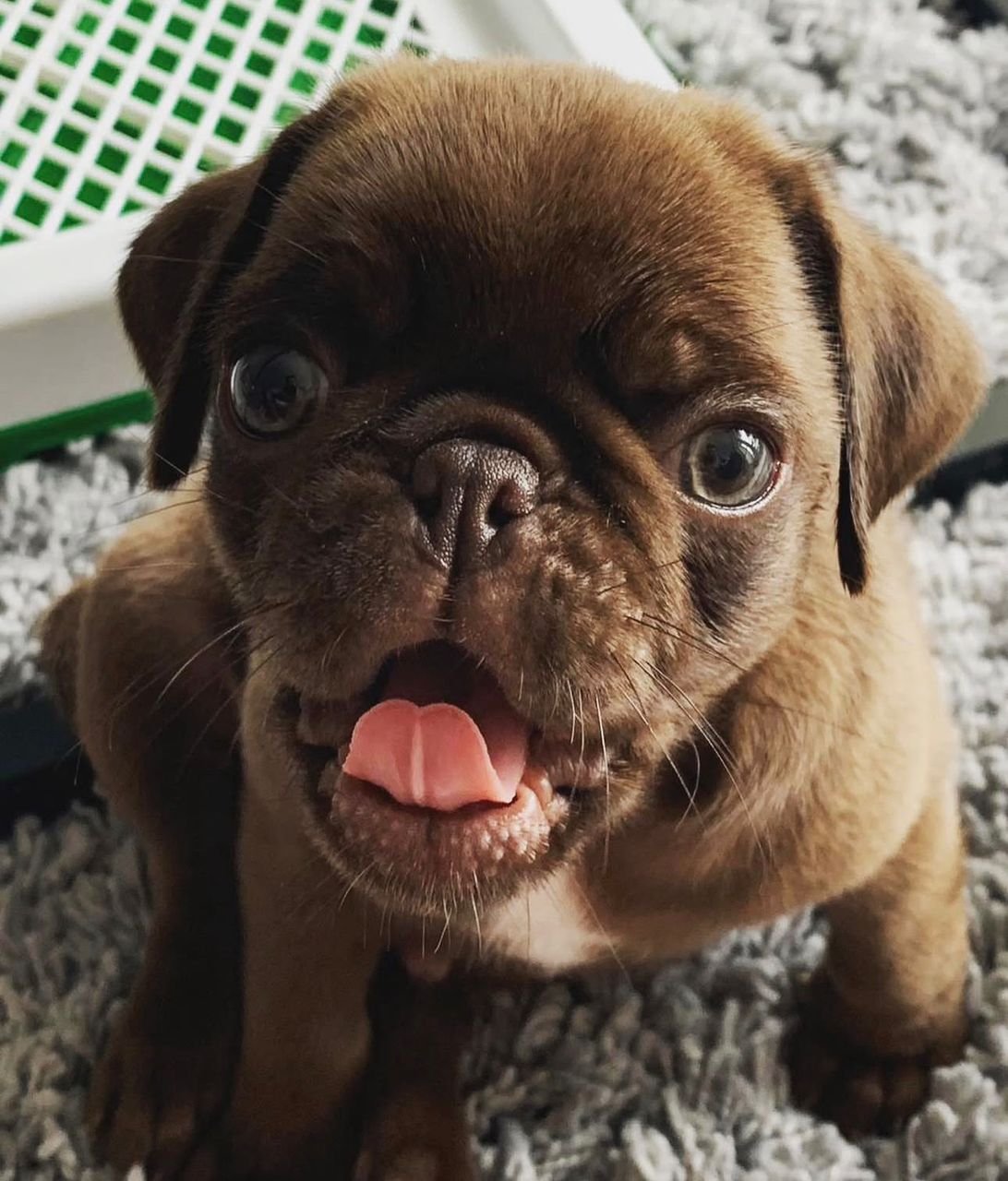 🐶 Female Pug Puppy Ready for Adoption – Elsa (AKC Registered)