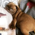 🐶 Female Pug Puppy Ready for Adoption – Elsa (AKC Registered) - Image 4