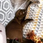 🐶 Female Pug Puppy Ready for Adoption – Elsa (AKC Registered) - Image 3