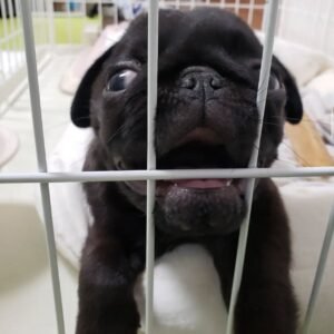 🐶 Male Pug Puppy Ready for Adoption – Astro (AKC Registered)