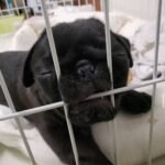🐶 Male Pug Puppy Ready for Adoption – Astro (AKC Registered) - Image 4