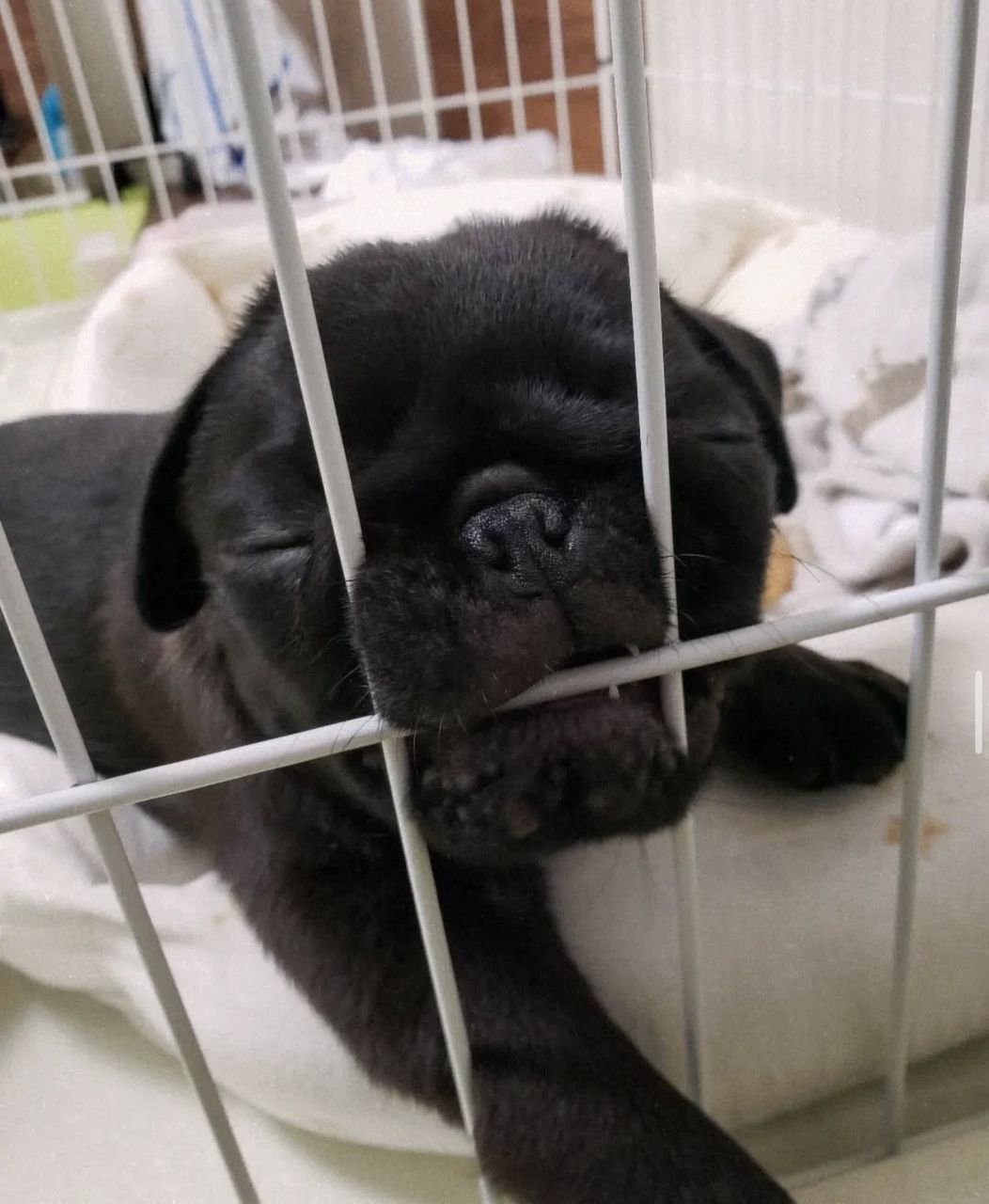 πΆ Male Pug Puppy Ready for Adoption β Astro (AKC Registered) - Image 4