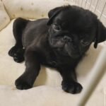 🐶 Male Pug Puppy Ready for Adoption – Astro (AKC Registered) - Image 3