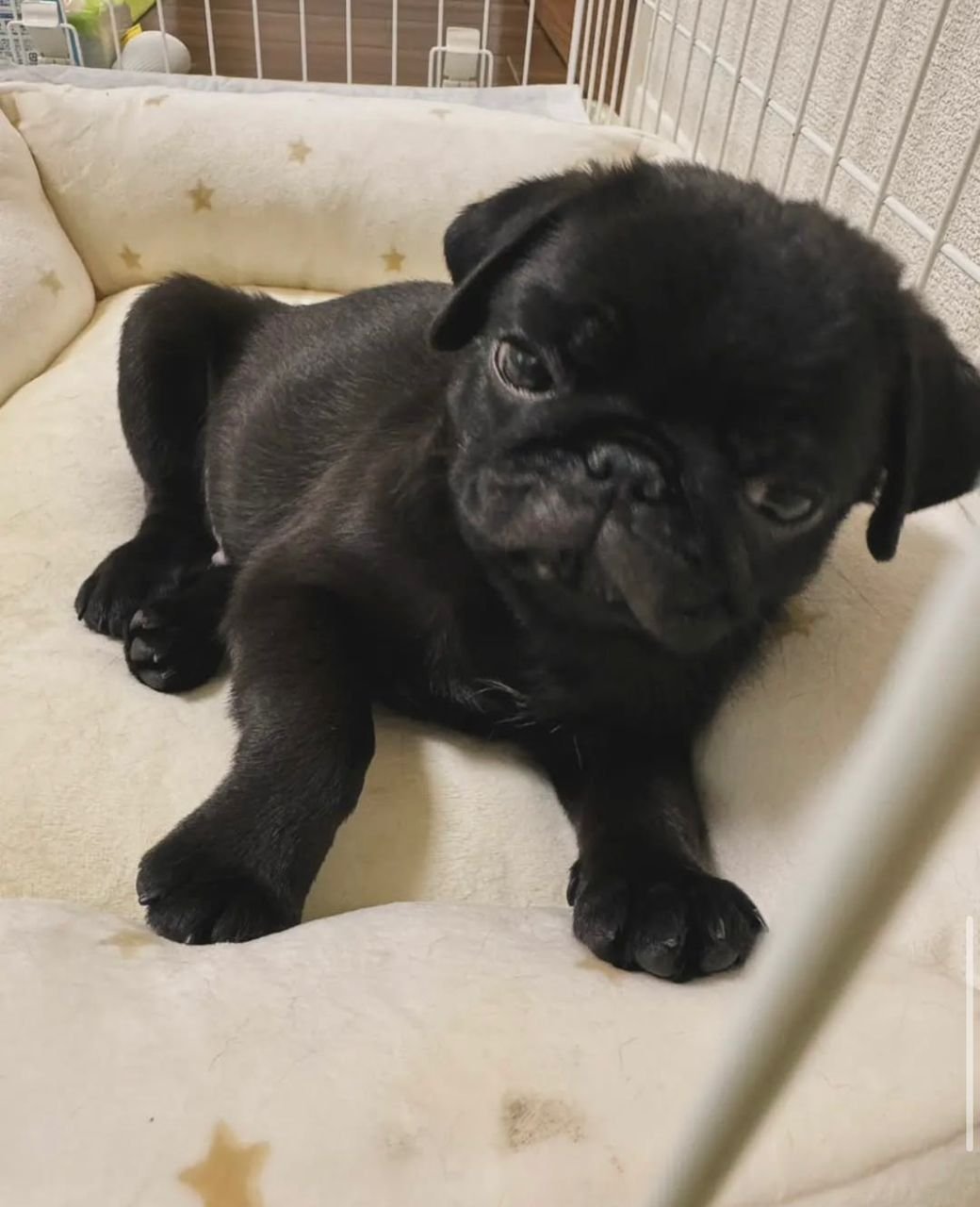 πΆ Male Pug Puppy Ready for Adoption β Astro (AKC Registered) - Image 3