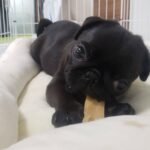 🐶 Male Pug Puppy Ready for Adoption – Astro (AKC Registered) - Image 2