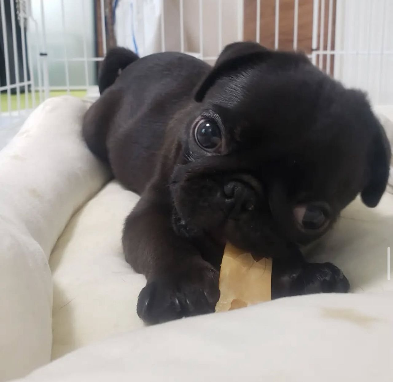 πΆ Male Pug Puppy Ready for Adoption β Astro (AKC Registered) - Image 2