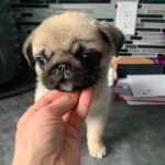 🐶 Female Pug Puppy Ready for Adoption – Penny (AKC Registered)