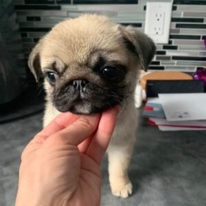 🐶 Female Pug Puppy Ready for Adoption – Penny (AKC Registered)