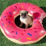 🐶 Male Pug Puppy Ready for Adoption – Shelly (AKC Registered) - Image 3