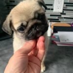 🐶 Female Pug Puppy Ready for Adoption – Penny (AKC Registered) - Image 4