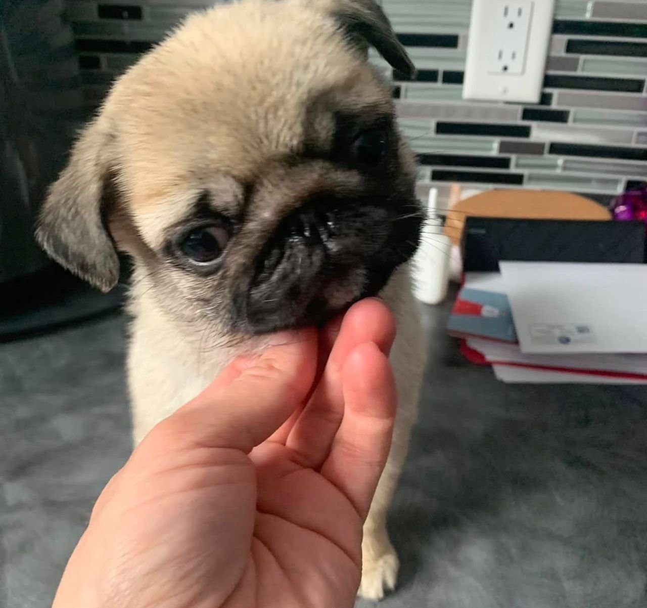 ðķ Female Pug Puppy Ready for Adoption â Penny (AKC Registered) - Image 4