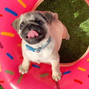 🐶 Male Pug Puppy Ready for Adoption – Shelly (AKC Registered)