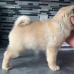 🐶 Female Pug Puppy Ready for Adoption – Penny (AKC Registered) - Image 2