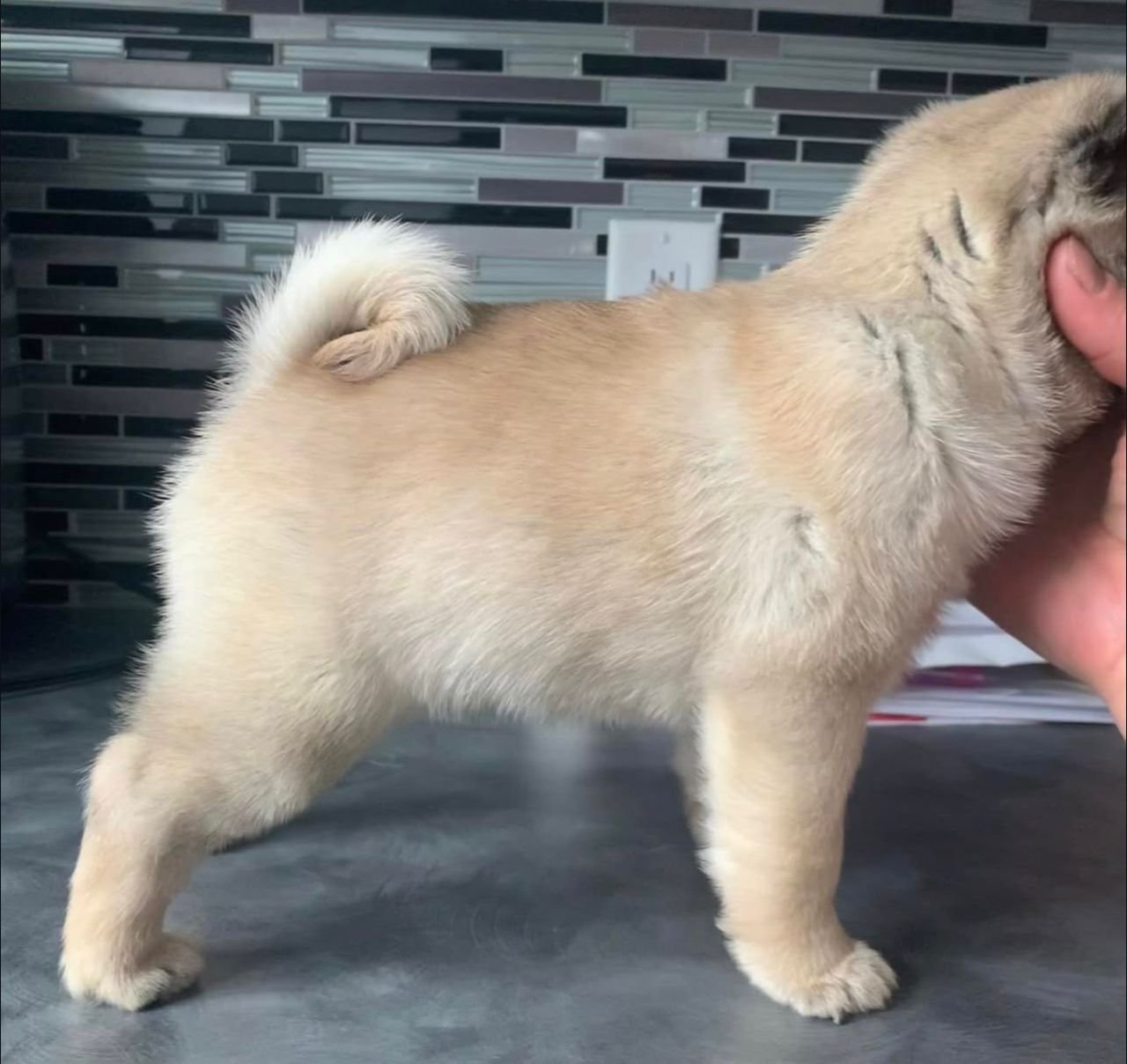 ðķ Female Pug Puppy Ready for Adoption â Penny (AKC Registered) - Image 2