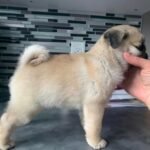 🐶 Female Pug Puppy Ready for Adoption – Penny (AKC Registered) - Image 3