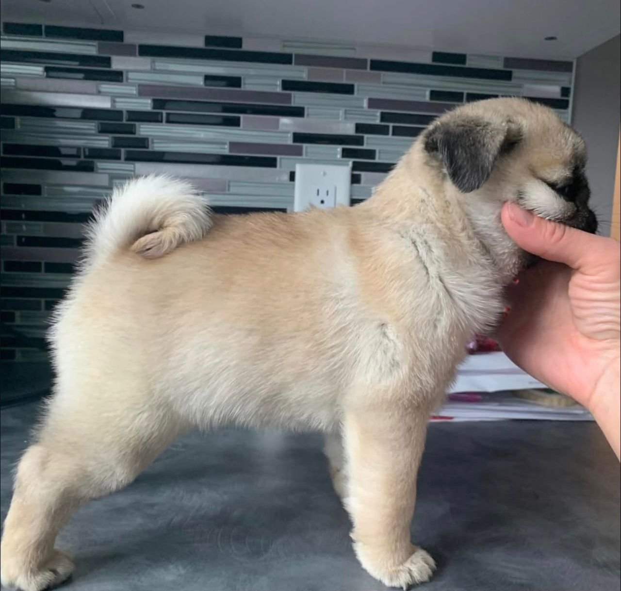 ðķ Female Pug Puppy Ready for Adoption â Penny (AKC Registered) - Image 3