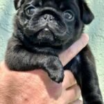 🐶 Male Pug Puppy Ready for Adoption – Max (AKC Registered) - Image 5