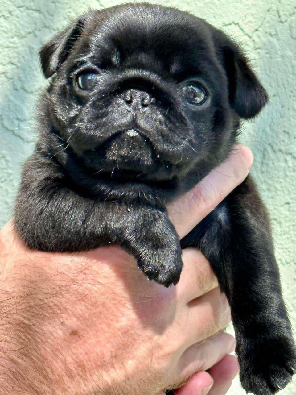 πΆ Male Pug Puppy Ready for Adoption β Max (AKC Registered) - Image 5