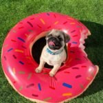 🐶 Male Pug Puppy Ready for Adoption – Shelly (AKC Registered) - Image 2